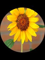 sofia-reyes-ftgqpugrcbjpeg